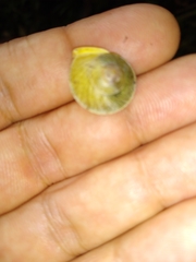 Helicina steindachneri