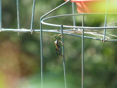 Acanthocephala thomasi