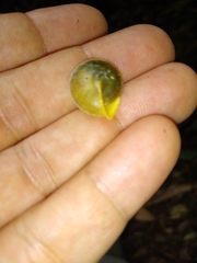 Helicina steindachneri