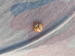 Harmonia testudinaria