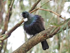 Tūī - Photo (c) Jacqui Geux, some rights reserved (CC BY), uploaded by Jacqui Geux