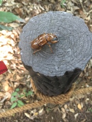 Graptopsaltria nigrofuscata