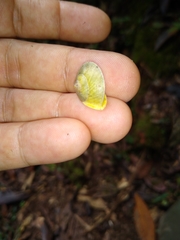 Helicina steindachneri