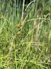 Carex viridula