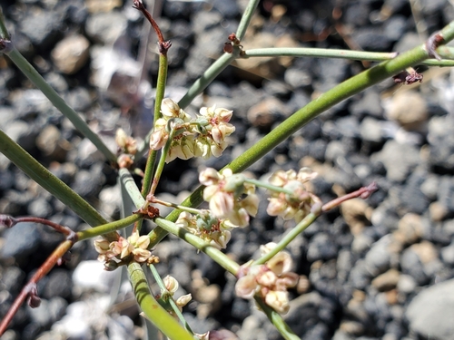 Image of Eriogonum deflexum by (c) Bob Miller, some rights reserved (CC BY)