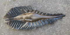 Callorhinchus milii