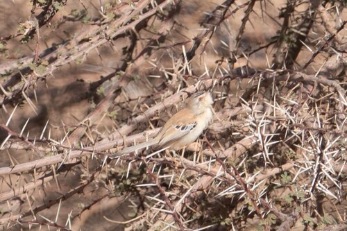 Cricket Warbler (Spiloptila clamans), photo 4