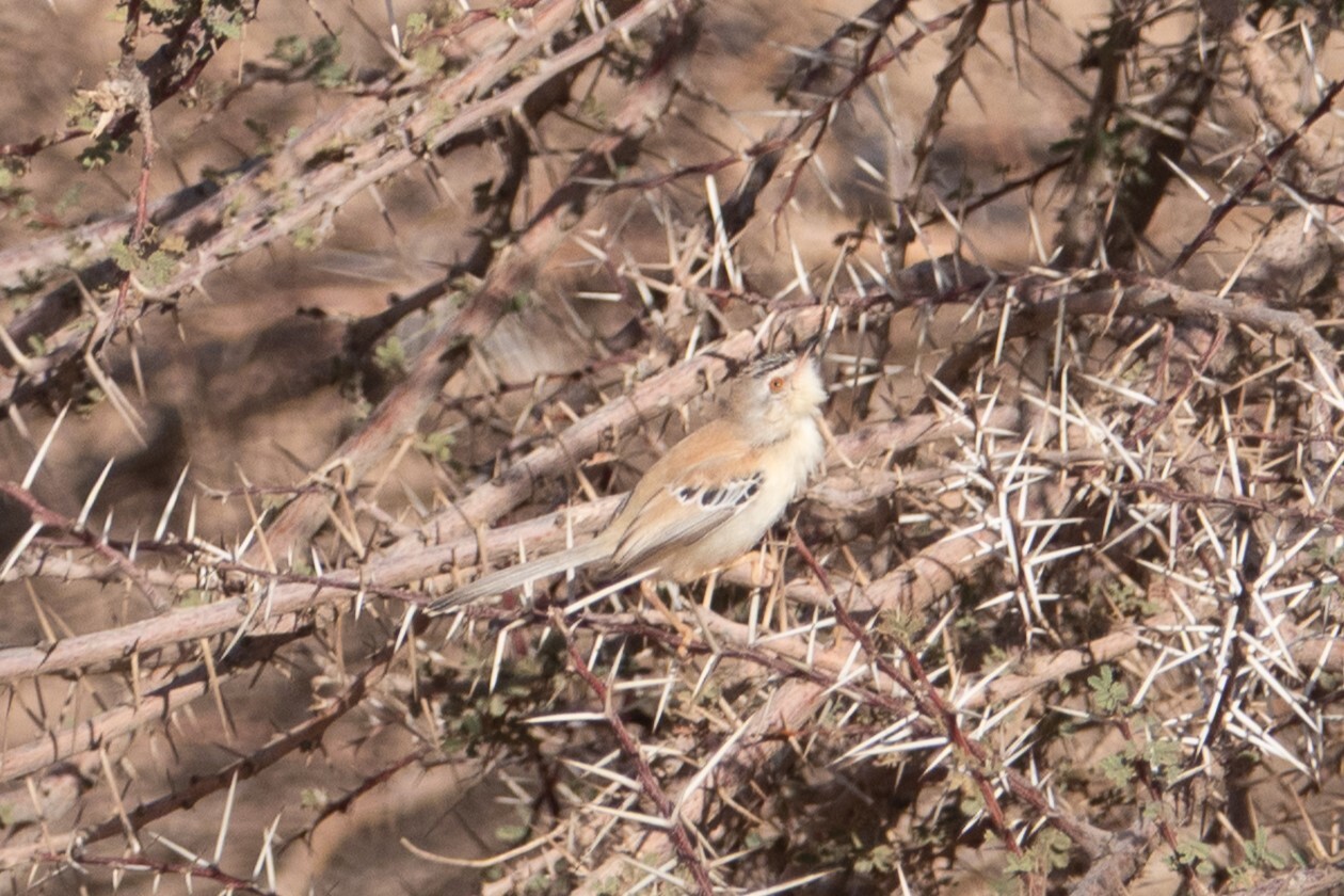 Cricket Warbler (Spiloptila clamans), photo 4