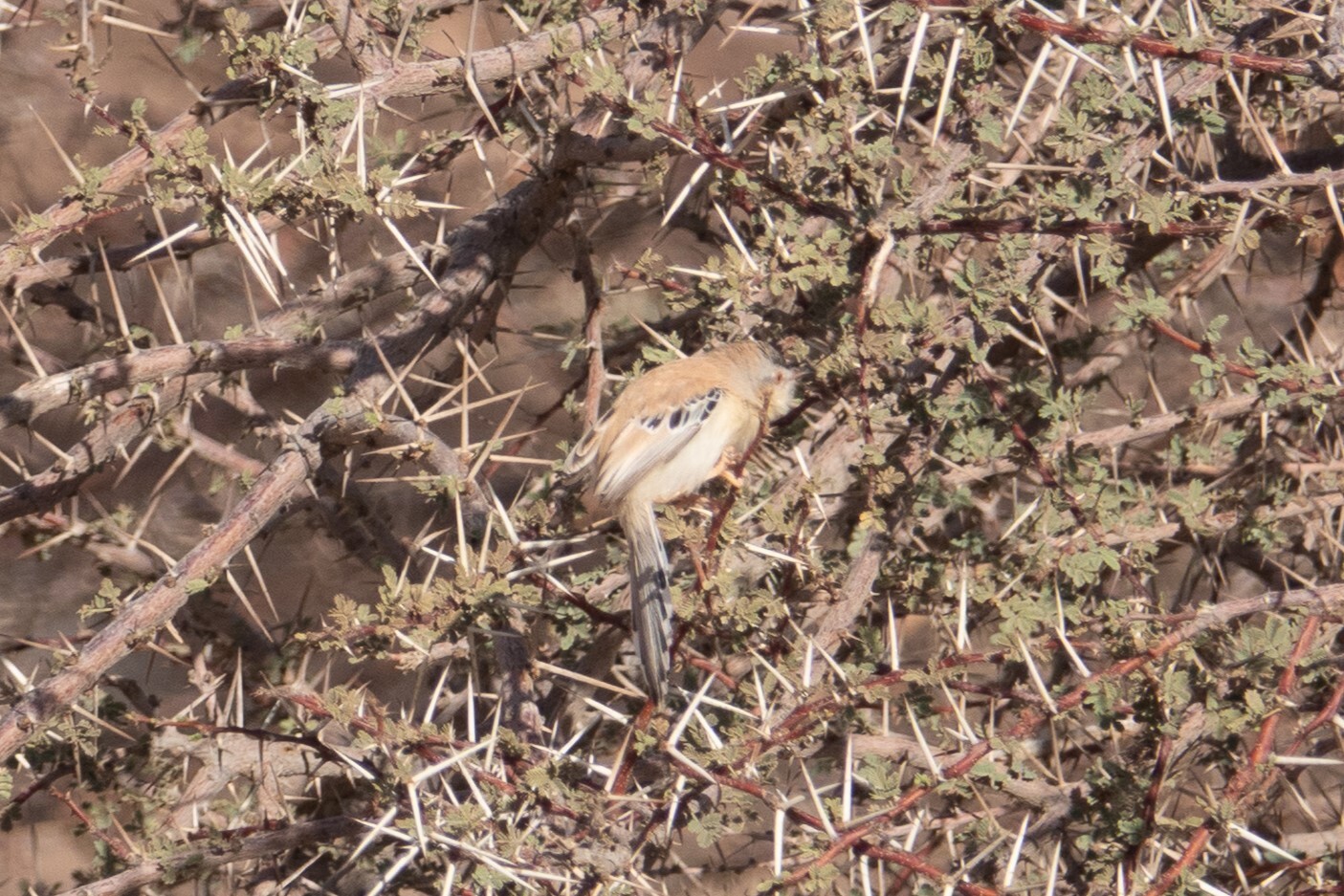 Cricket Warbler (Spiloptila clamans), photo 5
