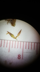 Rhynchospora chalarocephala