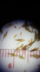 Rhynchospora chalarocephala