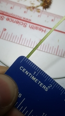 Rhynchospora chalarocephala