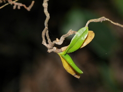 Drymoanthus minimus