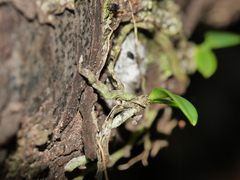 Drymoanthus minimus