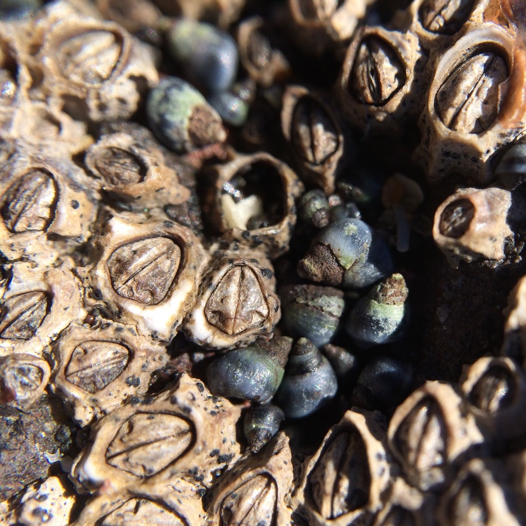 Column Barnacles