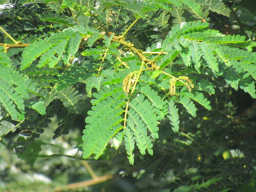 Foto de Albizia