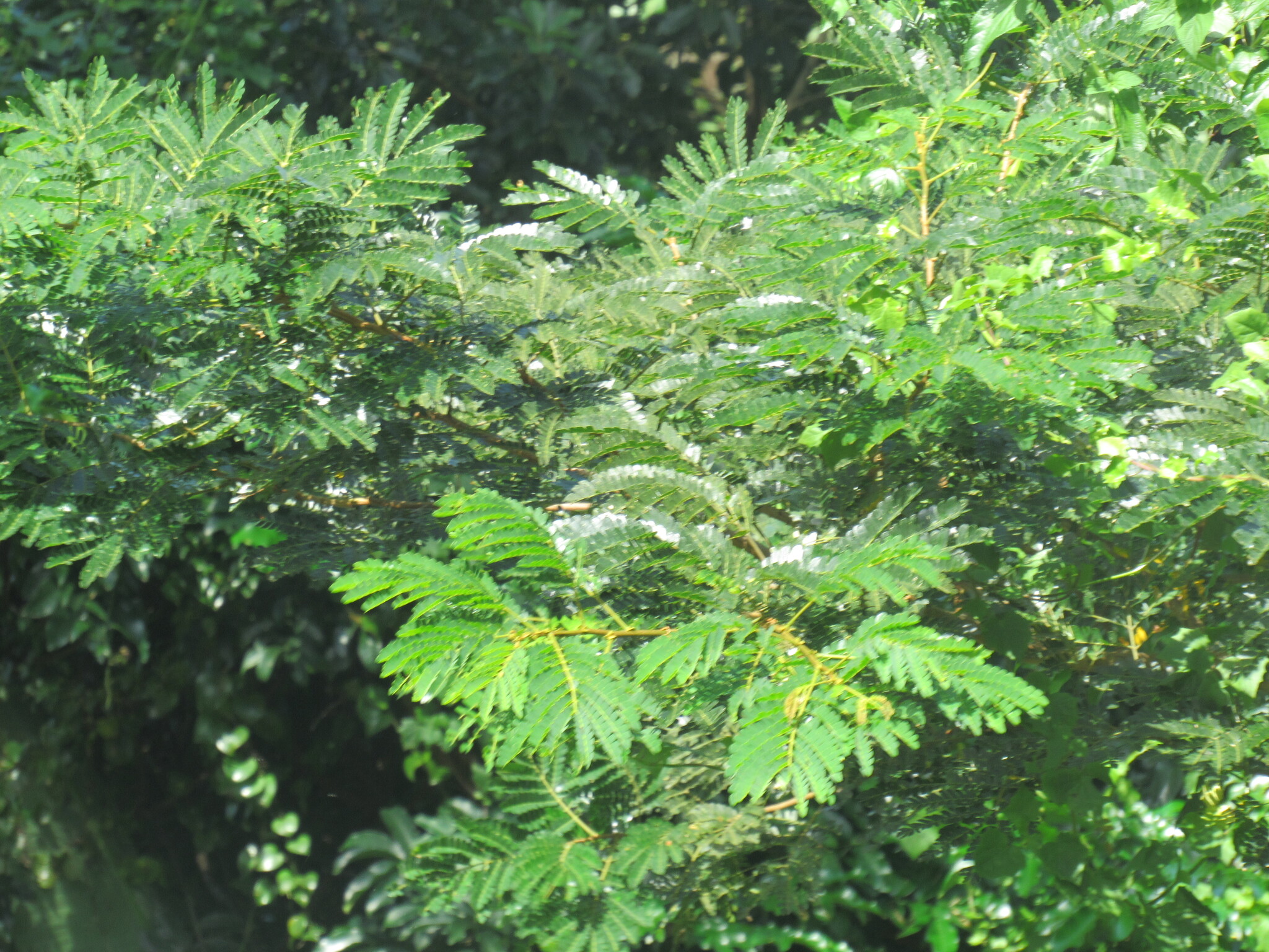 Imagem de Albizia