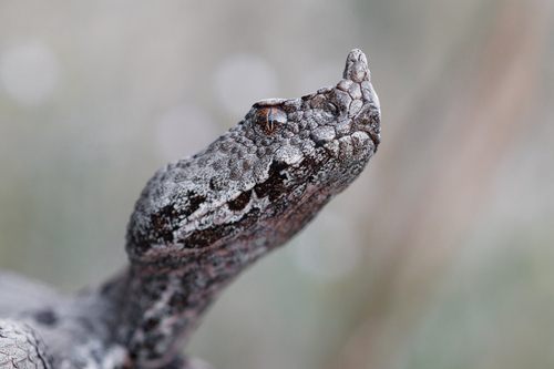 Vipera meridionalis, photo 8 of 8