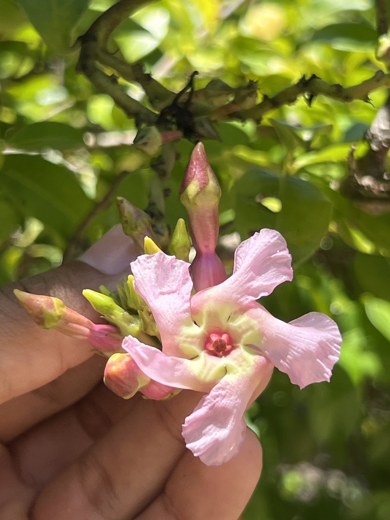 Temnadenia odorifera