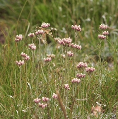 Antennaria rosea