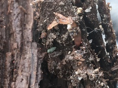 Aporrectodea tuberculata