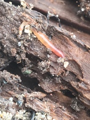 Aporrectodea tuberculata