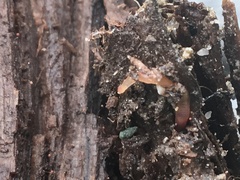 Aporrectodea tuberculata