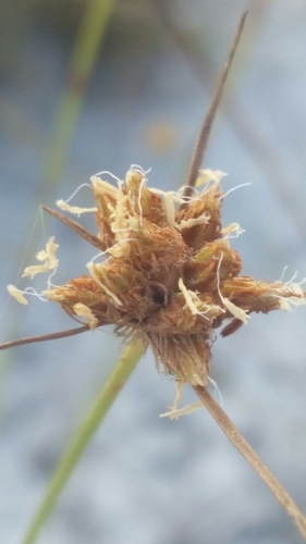 Ware's hairsedge (Bulbostylis warei)