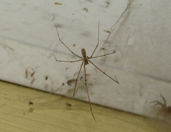 Holocnemus pluchei
