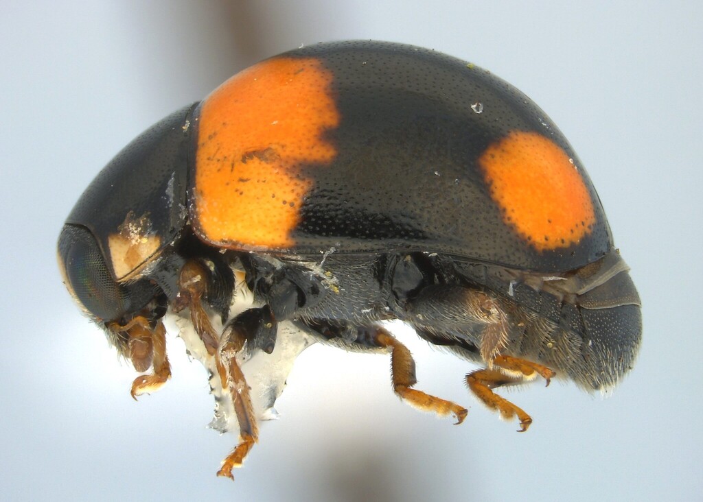 Brachiacantha schwarzi