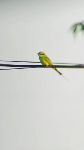 Asian Green Bee-eater