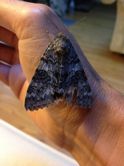 Catocala semirelicta