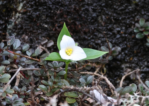 Coast Trillium