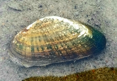 Alasmidonta marginata