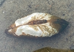 Alasmidonta marginata