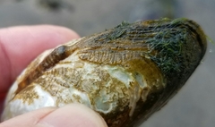 Alasmidonta marginata