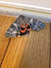 Catocala semirelicta