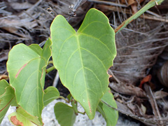 Cissus repens
