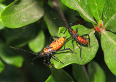 Leptoglossus zonatus