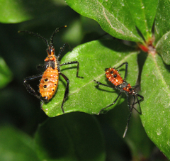 Leptoglossus zonatus