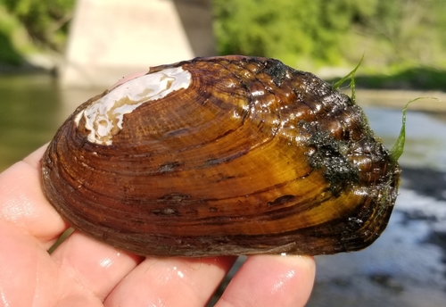Flutedshell