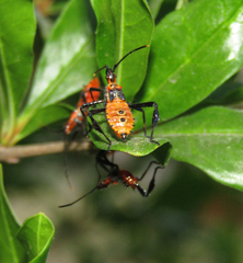 Leptoglossus zonatus