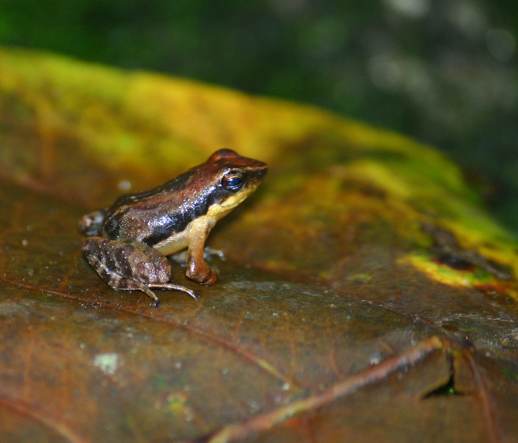 Gadgil's Dancing Frog