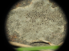 Lecanora subimmergens