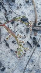 Euphorbia polyphylla