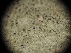 Lecanora subimmergens