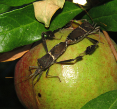 Leptoglossus zonatus