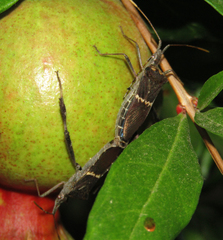 Leptoglossus zonatus