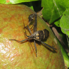Leptoglossus zonatus