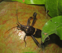 Leptoglossus zonatus